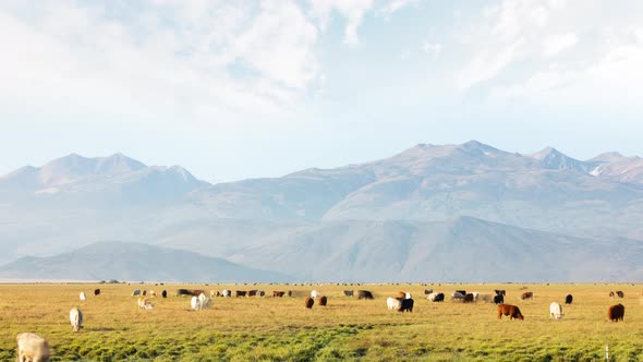 Field of Cattle and Mountains Time Lapse alt
