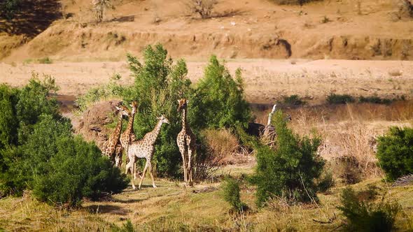 Giraffe in Kruger National park, South Africa alt