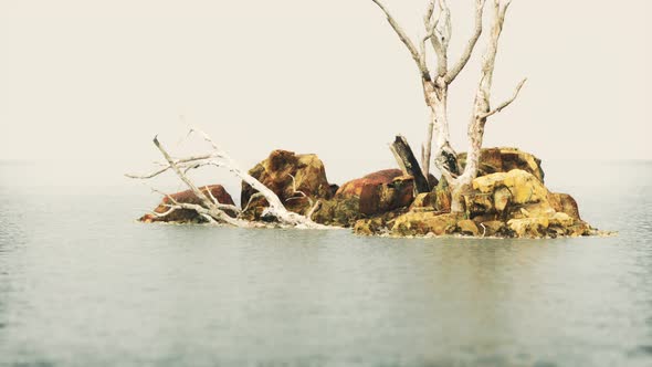 Dead Trees on the Pacific Ocean Rocks in Fog alt