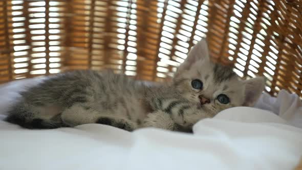 Cute Tabby Kitten Sleeping  In A Basket Bed Slow Motion alt