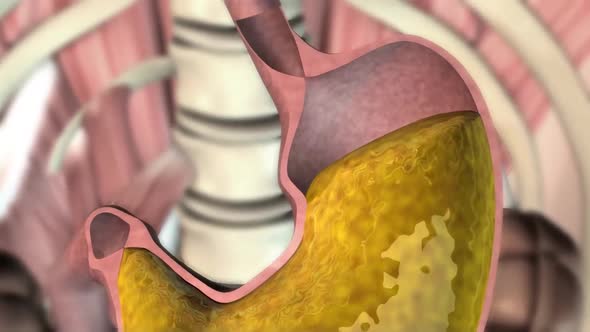 he stomach secretes acid and enzymes that digest food, Motion Graphics