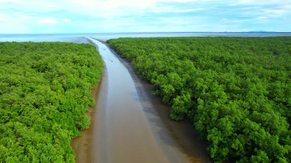 4K : Aerial view over beautiful mangrove forest, the sea in the background alt