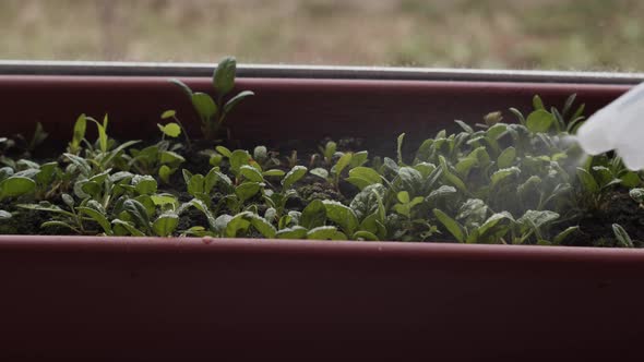 Close-up hand spraying water on spinach leaves from spray bottle. Greenery grows in pot. Gardening alt