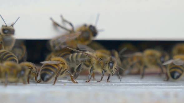 Wild honey bees bringing nectar home to bee house after collecting pollen and nectar, macro close up alt