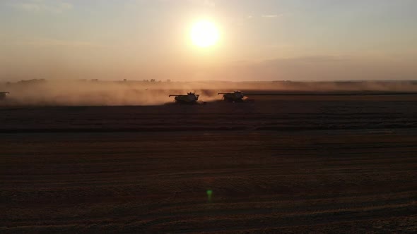 Harvest during summer sunset from the fields. Many combines harvesting wheat. Aerial drone view. alt