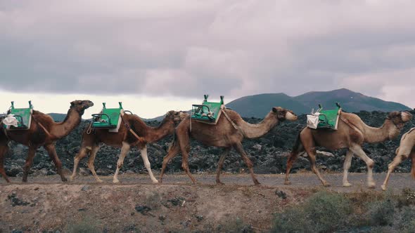 Camel Caravan Goes on Background of Mountains alt