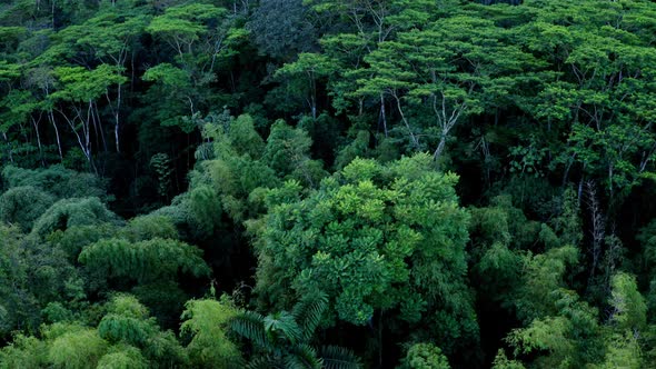Aerial view, flying over the canopy secondary rainforest with bamboo and trees alt