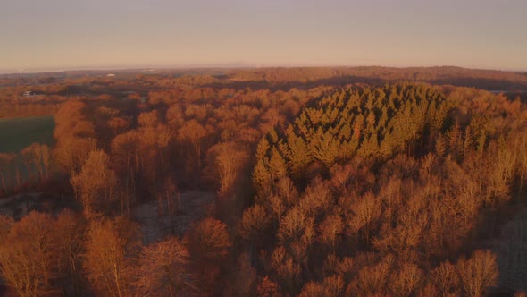 Brown Forest During Sunrise Denmark alt
