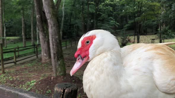 A White Muscovy Duck Sitting Alone On Old Wooden Fence In A Forest Park In Praia Horto, Brazil - Clo alt