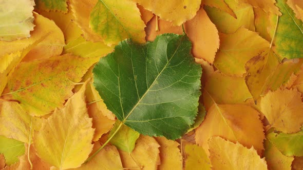 Yellow autumn birch leaves rotate. Autumn background, copyspace. alt