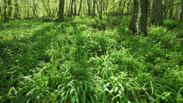 Morning in Green Spring Forest