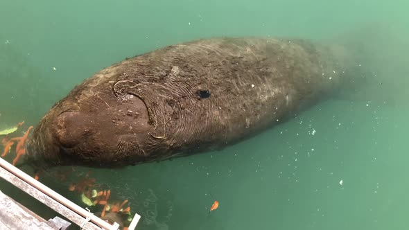 Marine manatee eating fruits and vegetable on rehabilitation project in Brazil alt