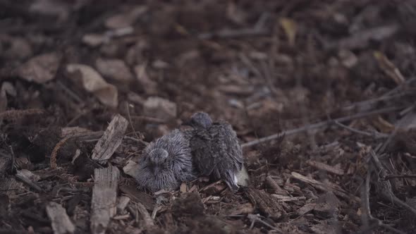 Mother Mourning Dove Arrives to Cover Her Two Scared Chicks on the Ground alt
