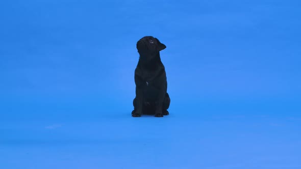 Front View of an Adorable Dog of the Pug Breed Sitting Looking Up and Barking alt