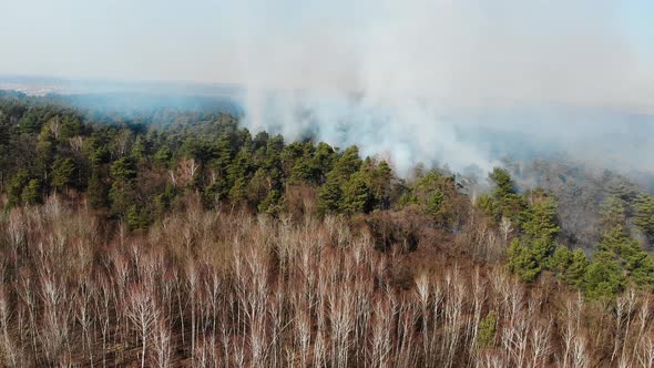 Aerial Large-scale Forest Fire. A Large Area of Forest Is Burning. Fire in the Pine Forest View From alt