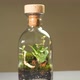 Bottle Florarium Vase with Different Type of Plants Inside - VideoHive Item for Sale