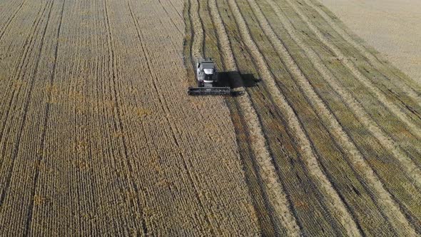 Drone Point of View View of a Combain Collecting Corn alt