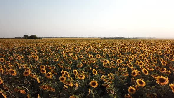  Large Yellow Field with Sunflowers