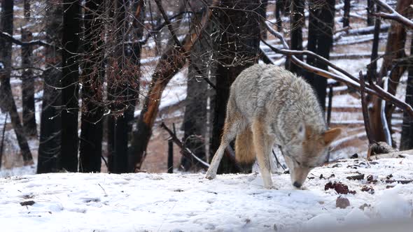 Wild Wolf Coyote or Coywolf Winter Snowy Fores California Wildlife Fauna USA