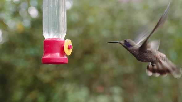 Hummingbird feeding on a feeder in Mindo Ecuador gardens alt