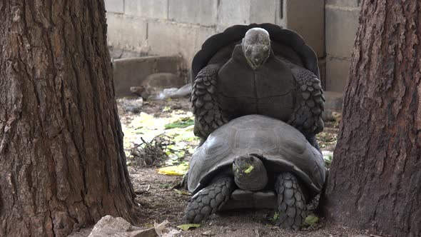 Turtles making love.