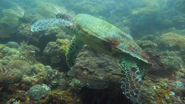 Green Sea Turtle Under Water in Philippines alt