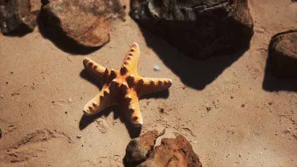Starfish on Sandy Beach at Sunset alt