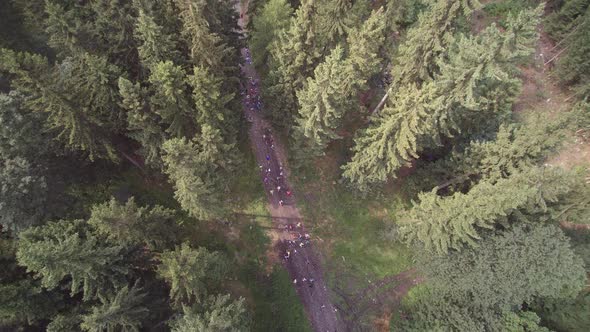 Aerial Running Marathon Runners in the forest