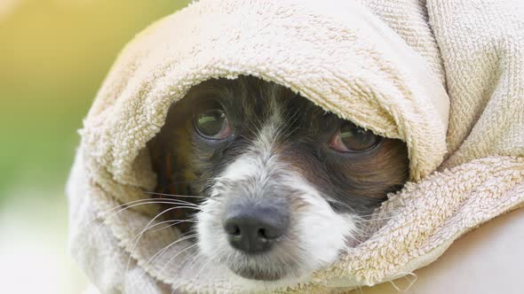 Dog Papillon After a Bath Drying covered by using towel. Pet in grooming salon.