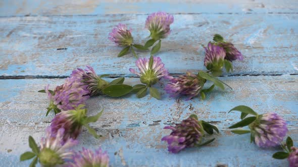 Fresh flowers of clover drops on vintage light blue wooden tabletop. Slow motion. alt