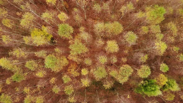Autumn Birch Forest. Aerial View.