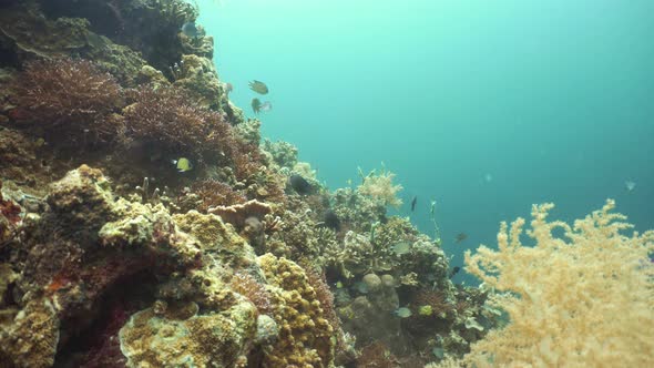 Coral Reef and Tropical Fish Underwater. Camiguin, Philippines alt