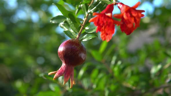 Pomegranate Fruit with Blossoming