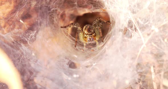 Macro zoom in of species funnel web spider sitting and guarding web nest in nature alt