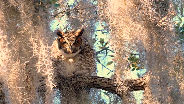 A Great Horned Owl Video Clip