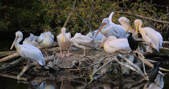 Dalmatian Pelican Pelecanus Crispus Is the Largest Member of the Pelican Family alt