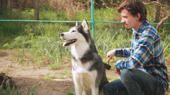 Man Combs Dog Siberian Husky Spring Shedding of Wool