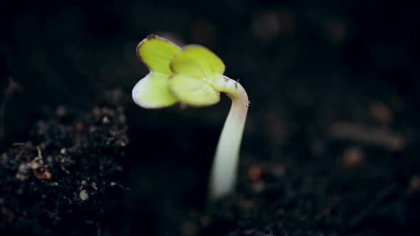 Growing small green plant, germination process time lapse