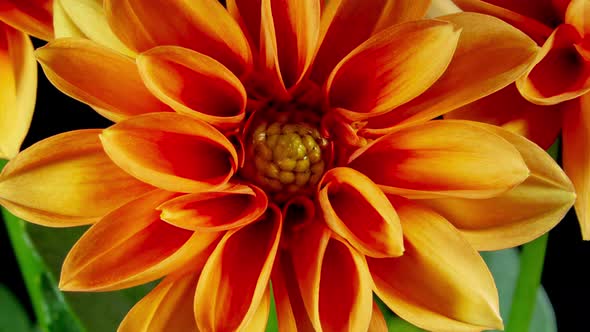 Small dahlia flowers open blossoms in time lapse alt