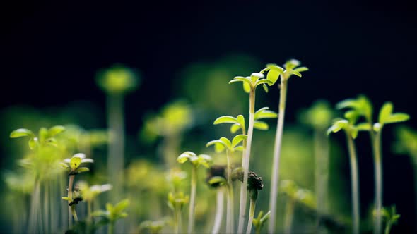 Cress Salad Plants Growing Sprouts Rotating to the Sun Germination Time Lapse