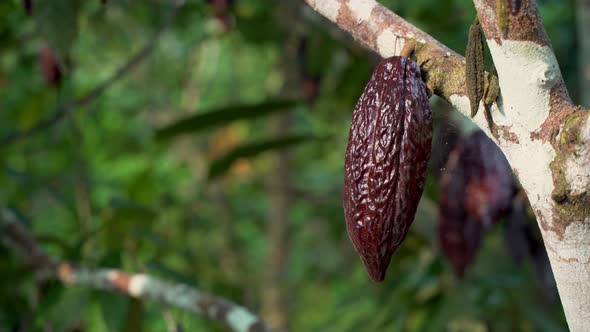 Close up of brown ripe cacao bean growing on tropical tree in Ecuador, 4K prores alt