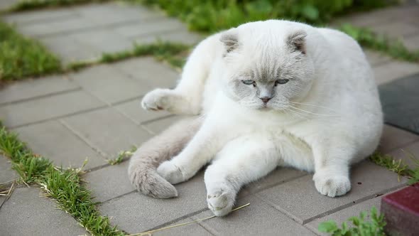 Funny Cute Domestic White Cat Sitting in Funny Pose and Resting on Stone Floor Background alt
