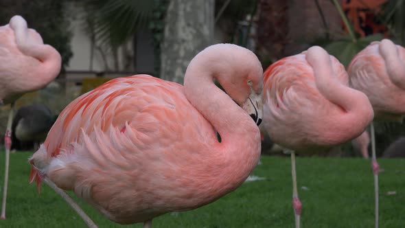 Pink Flamingo By Juanjosejimenez Videohive