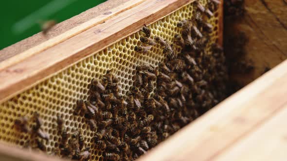 Frame with Honey, Close Up Shot with Bee Colony alt