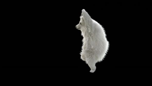 148 Bear Dancing HD alt