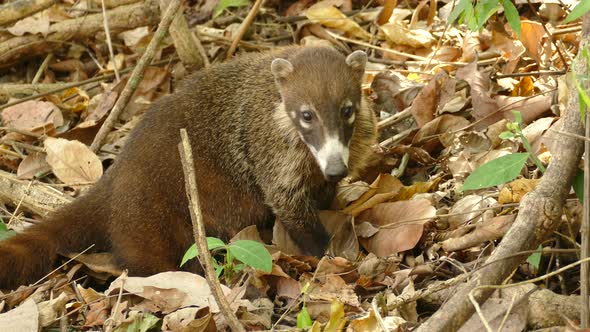 Close-up of a South American Coatimundi in the wild, female sitting on the forest floor scratching a alt