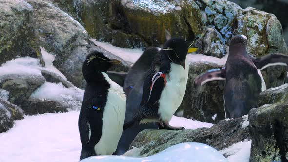 Gentoo penguins passing by two rockhopper penguins alt