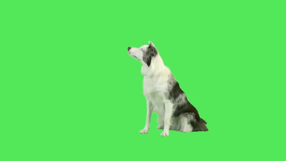 Talking dog in green screen studio 