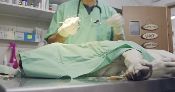 Veterinary surgery - Veterinarian operating a white dog in a pet clinic alt