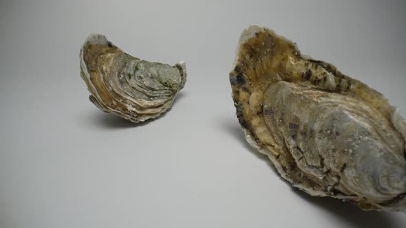 Oysters 50 alt